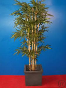Bambusbaum 2m